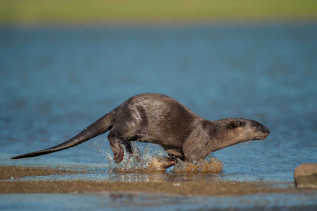 Let the River Run: Smooth-coated Otters on the Cauvery