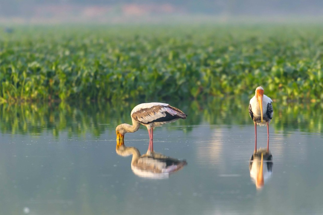 Rich Birdlife Call Attention to Delhi’s Disappearing Wetlands