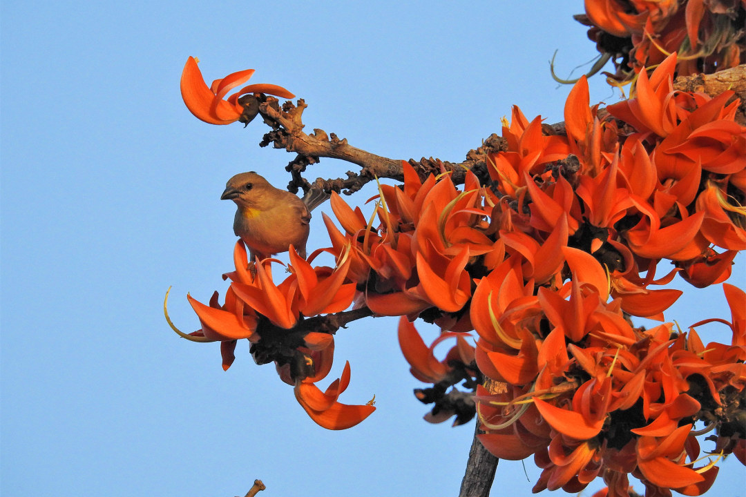 Aravallis: Love and Fresh Air