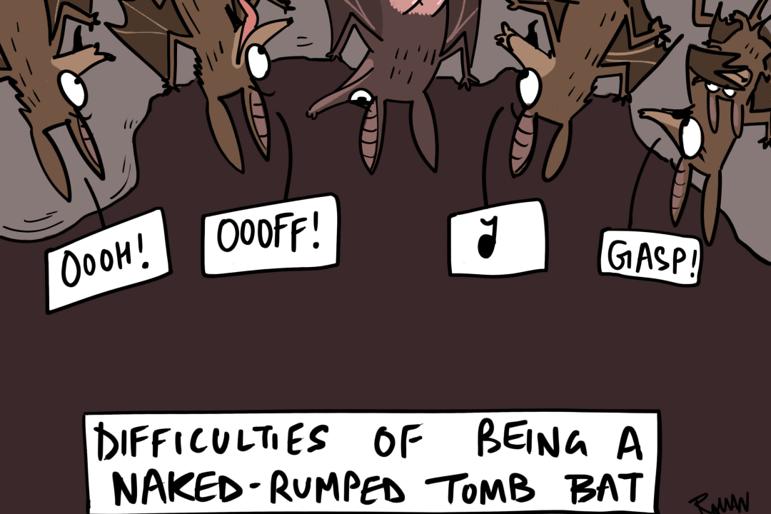 Poor Naked-Rumped Tomb Bat is a Butt of All Jokes