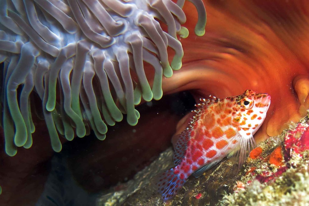 Hawkfish Hues: Of Underwater Hunts and Hairy Spines