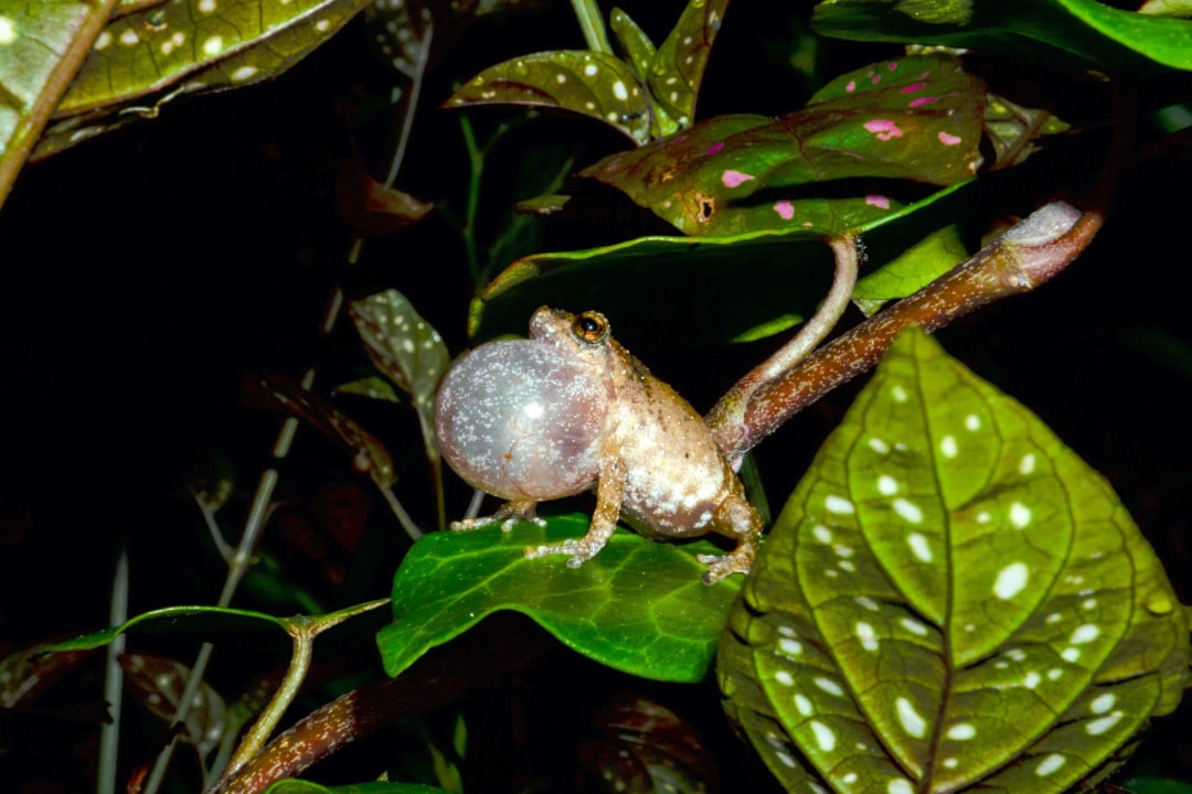 Shillong Bush Frog: Ticking its Way Through the Monsoon