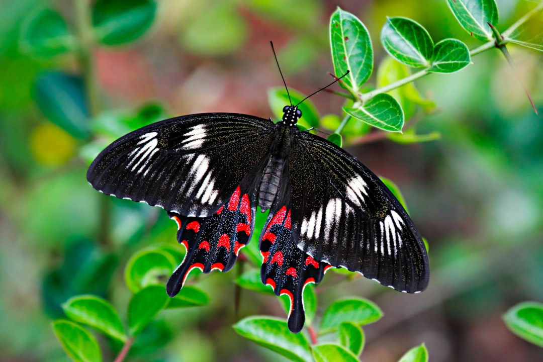 The Mysterious Migration of Crimson Rose Butterflies