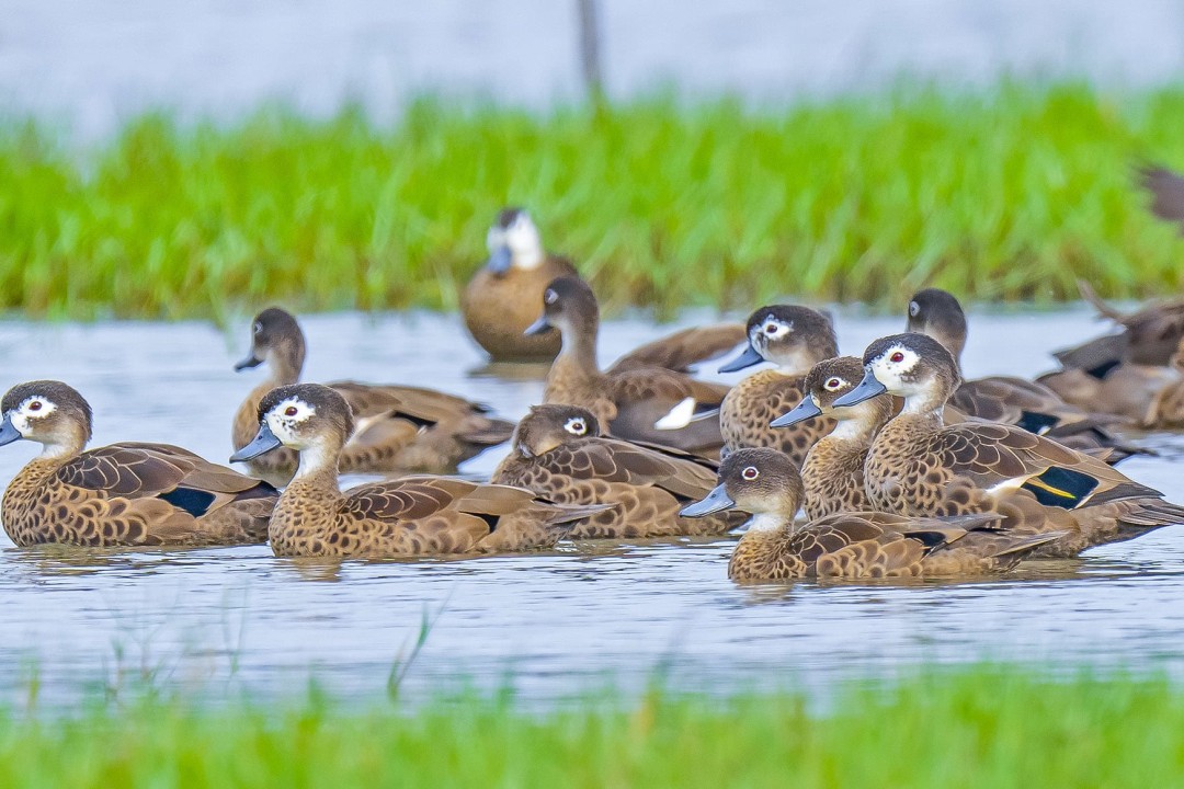 Sippighat Wetland: A Bird Haven Created by the Tsunami