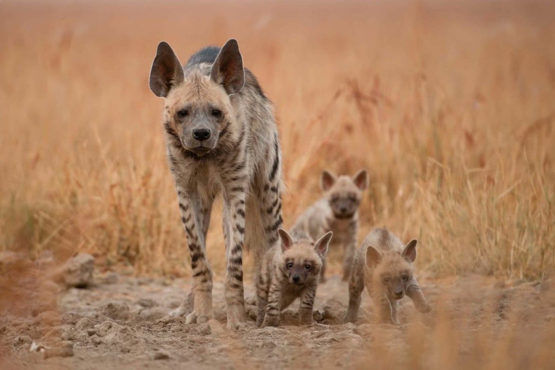 It Takes a Village to Raise a Child: Social Life of the Striped Hyena