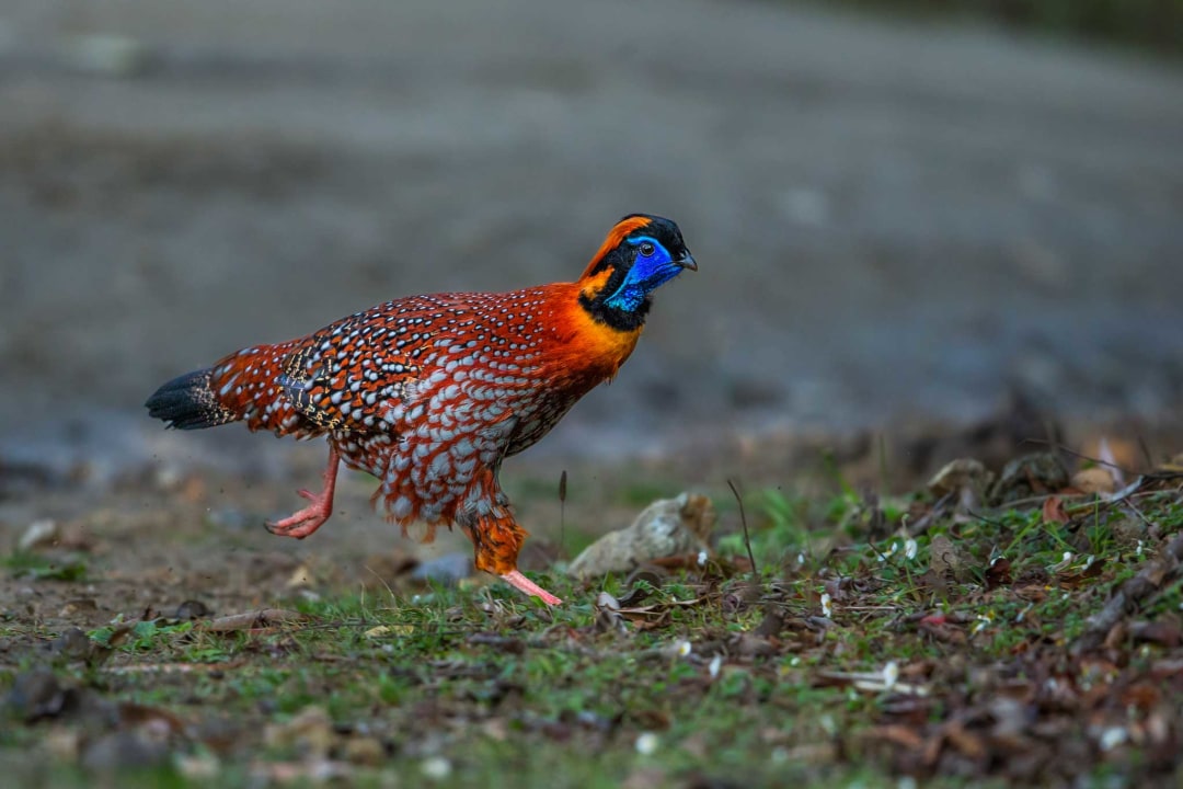 Tragopans: The Horned Pheasants of India