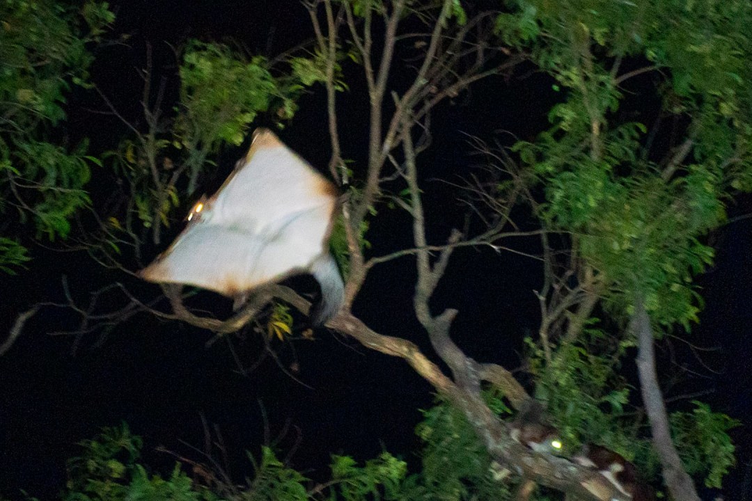 Red Giant Gliding Squirrel: The Late-Night Paratrooper of Namdapha