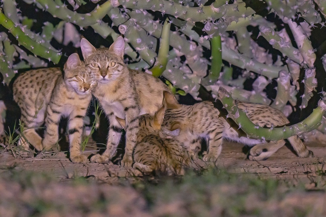 Under the Euphorbia: The Secret Lives of Asiatic Wildcats