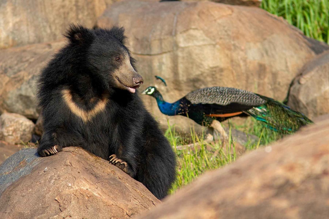 The Blessed Bears of Daroji Sloth Bear Sanctuary