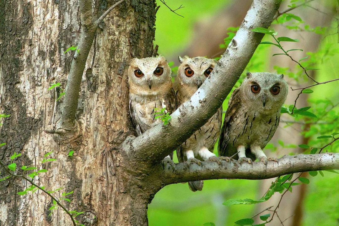 Hoot and Screech: From Giant Owls to Little Elves