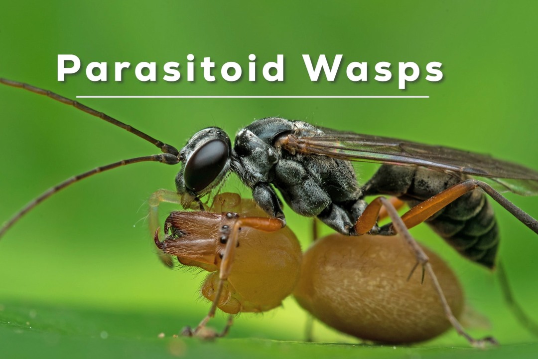 A Twist in the Tale: Parasitoid Wasps