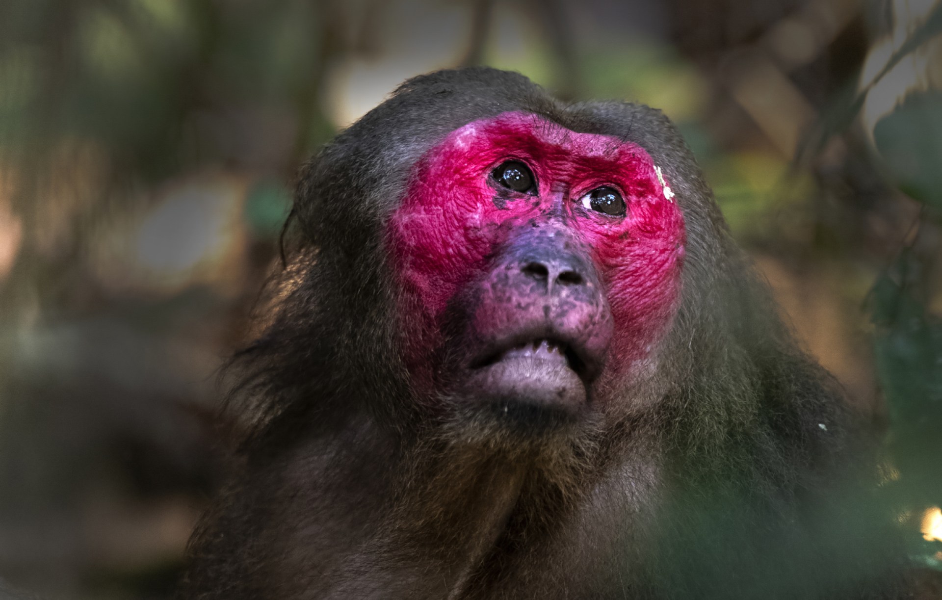 The Stump-tailed Macaques of Hollongapar