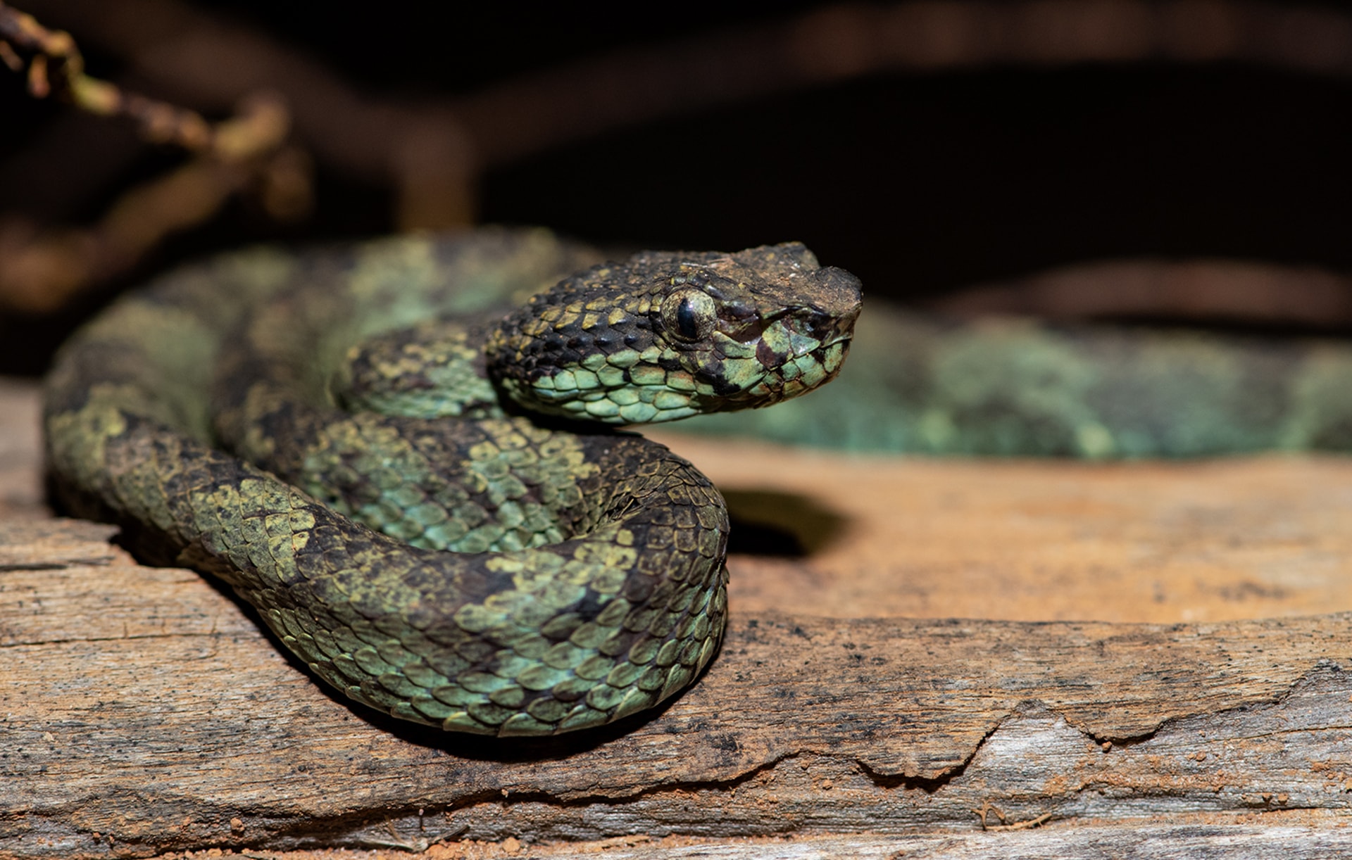 Malabar Pit Viper: Ambush in the Well of Life and Death