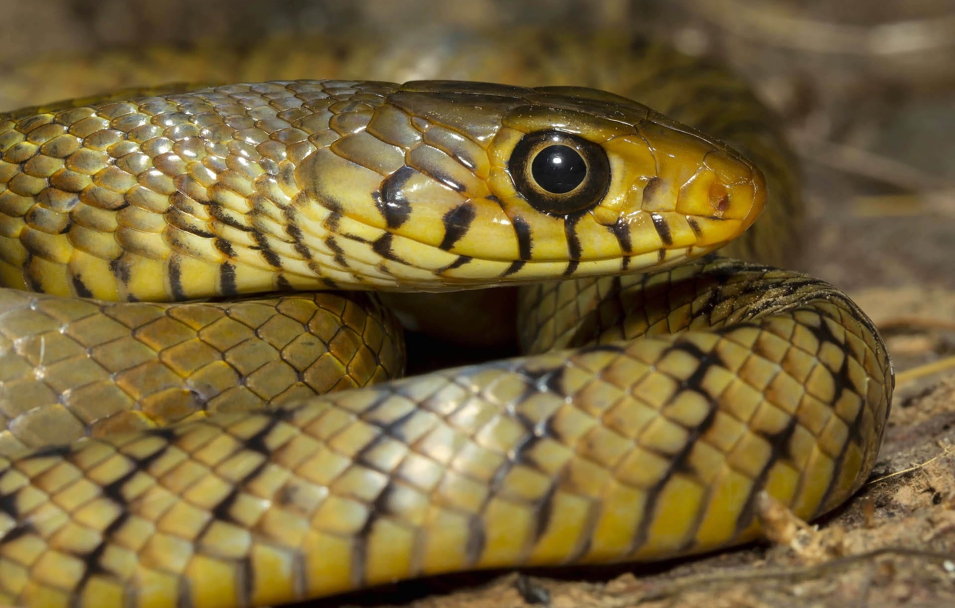 Indian Rat Snake: Nature’s Own Pest Control