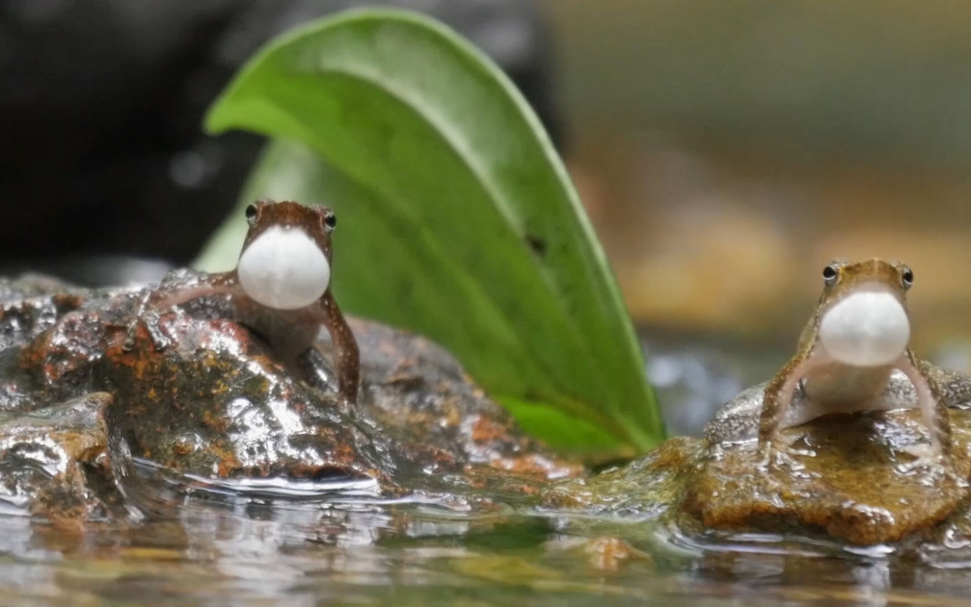 Singing in the Rain: Frogs of Agumbe Get Ready for the Monsoon