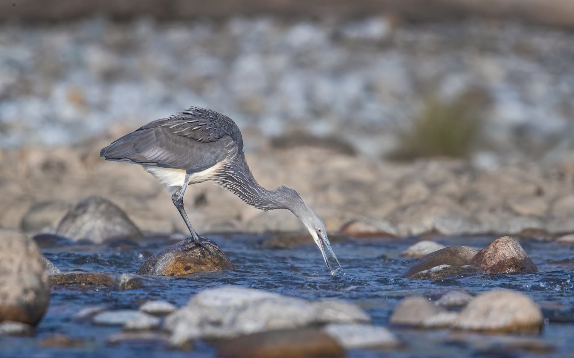 Why Namdapha’s White-Bellied Herons Are Quietly Disappearing