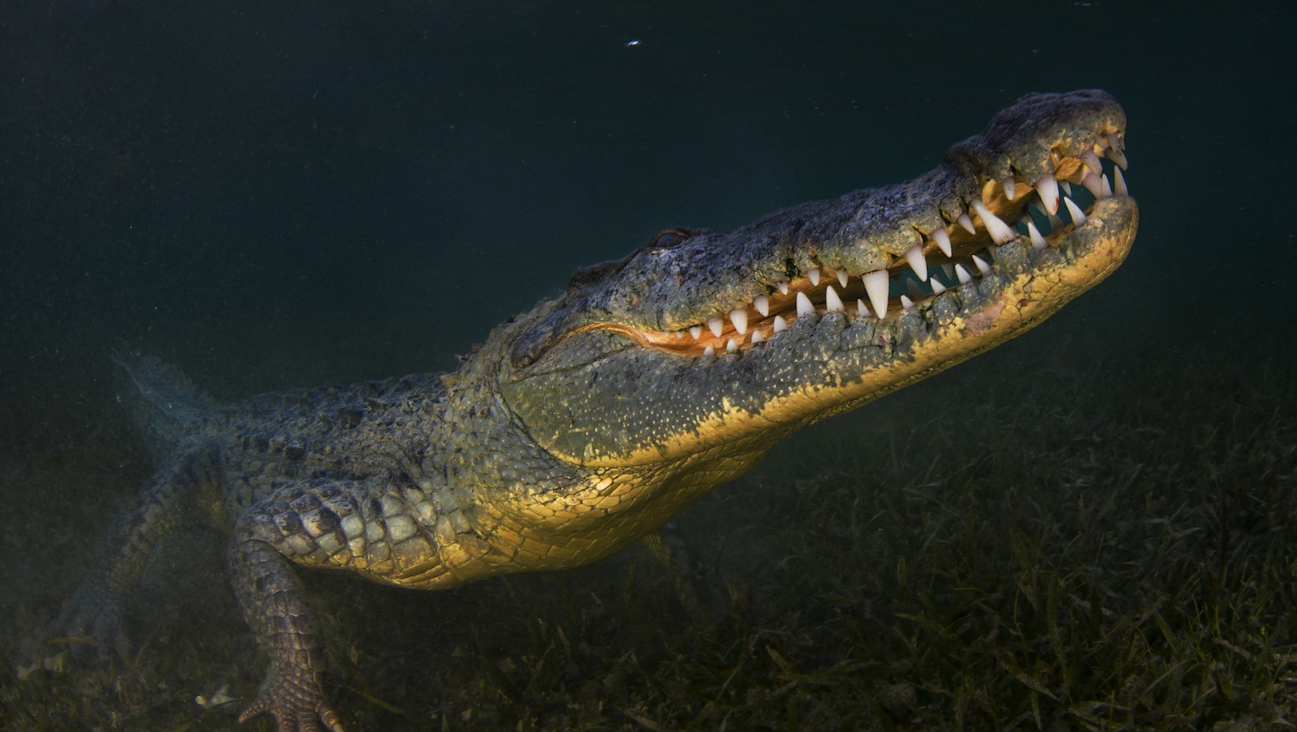 Giants of the Caribbean: Face-to-face with American Crocodiles