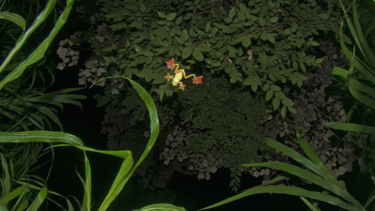 High Life: Gliding Frogs of the Western Ghats