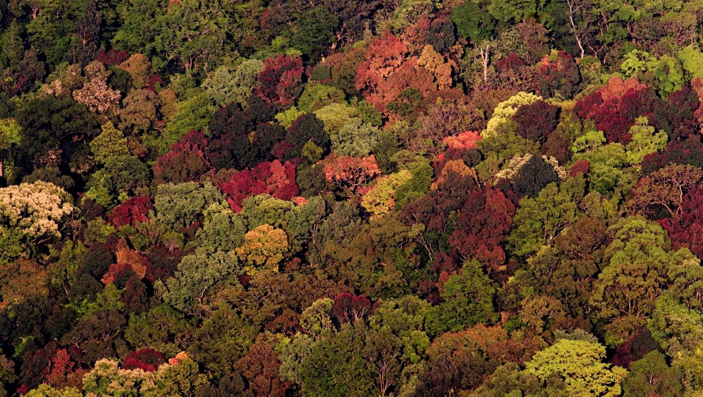 Splendid Sojourns in Silent Valley National Park