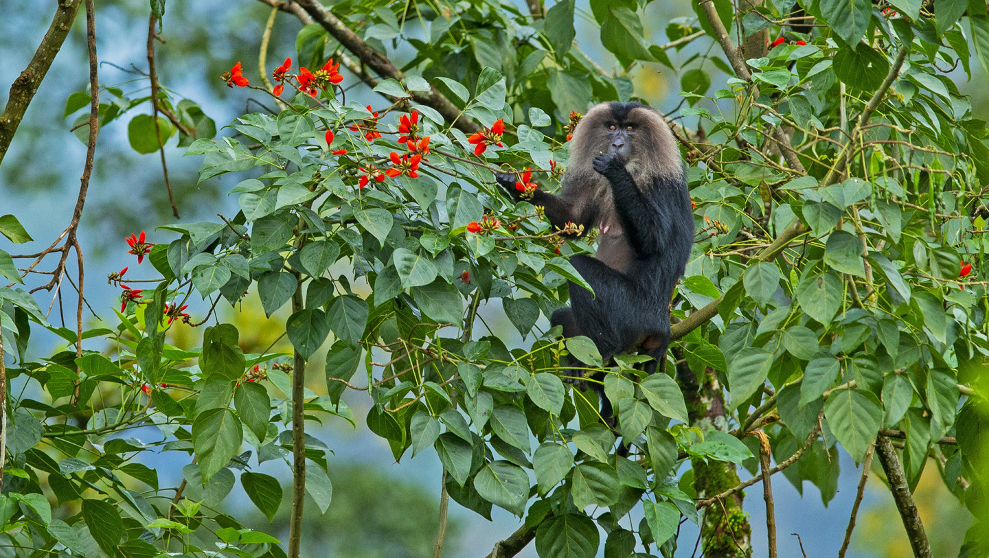 Lion Tailed Macaque: Acrobats of the Upper Canopy