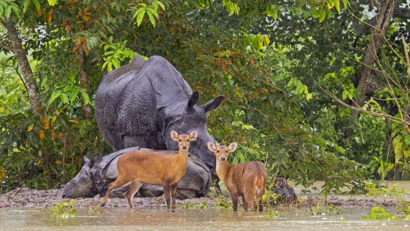 When the Big Flood Came to Kaziranga