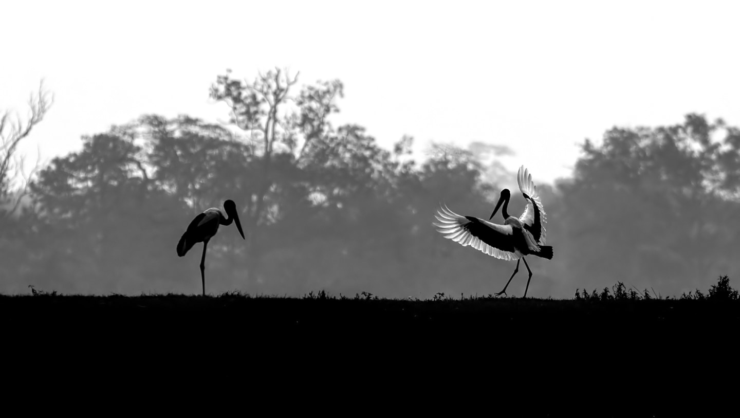 Black-necked Stork: Silent Resident of the Marshes