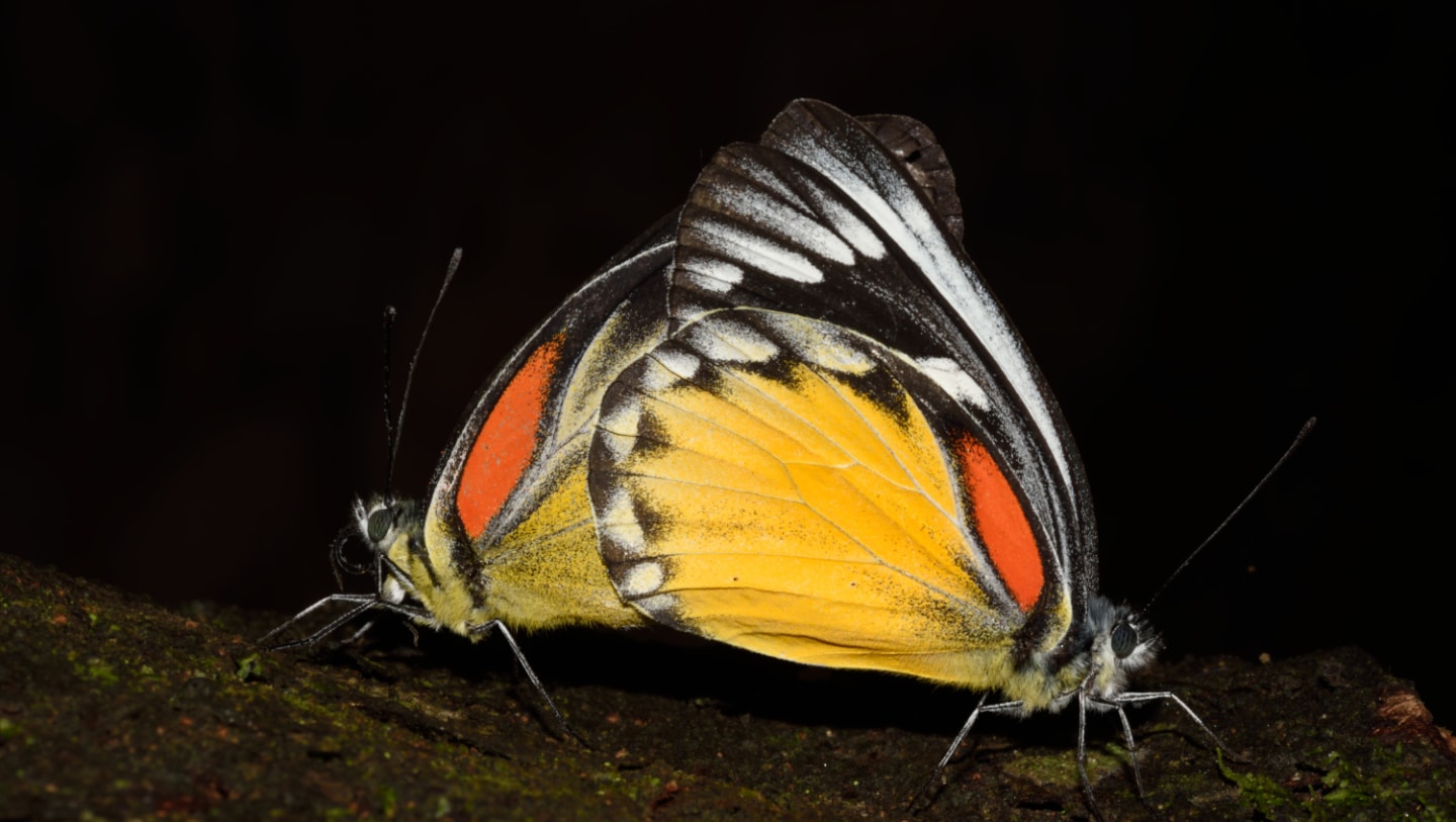 Here’s why Birds Avoid the Red-spot Jezebel Butterfly