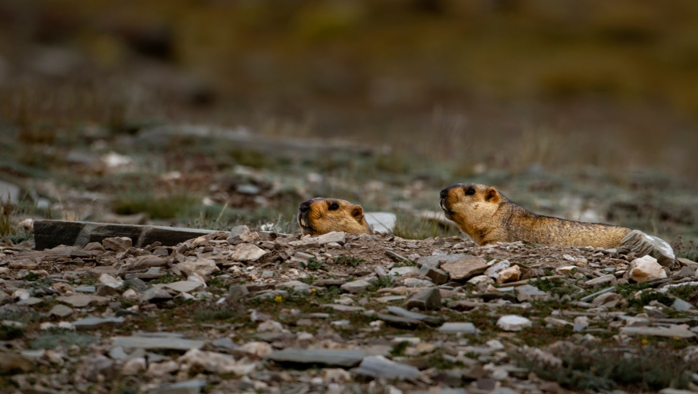 Himalayan Marmots: Sharp Sentinels on the Mountain High