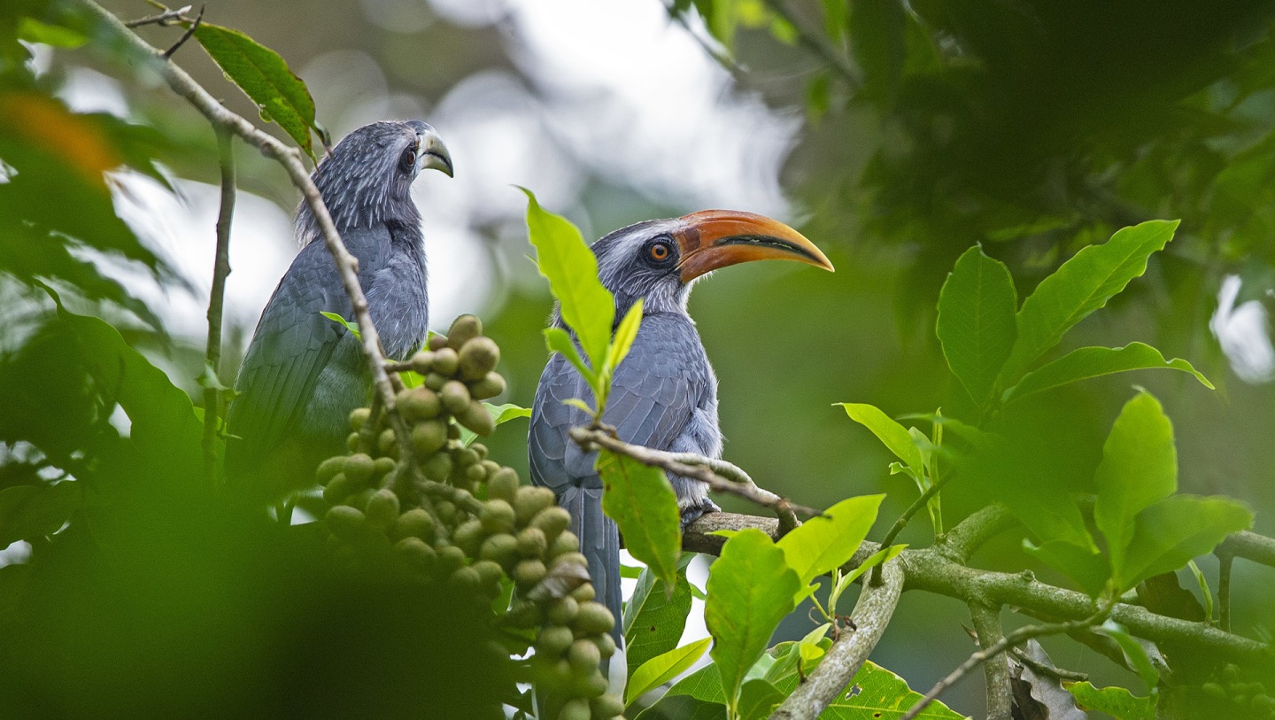Malabar Grey Hornbills: Gardeners of the Rainforest