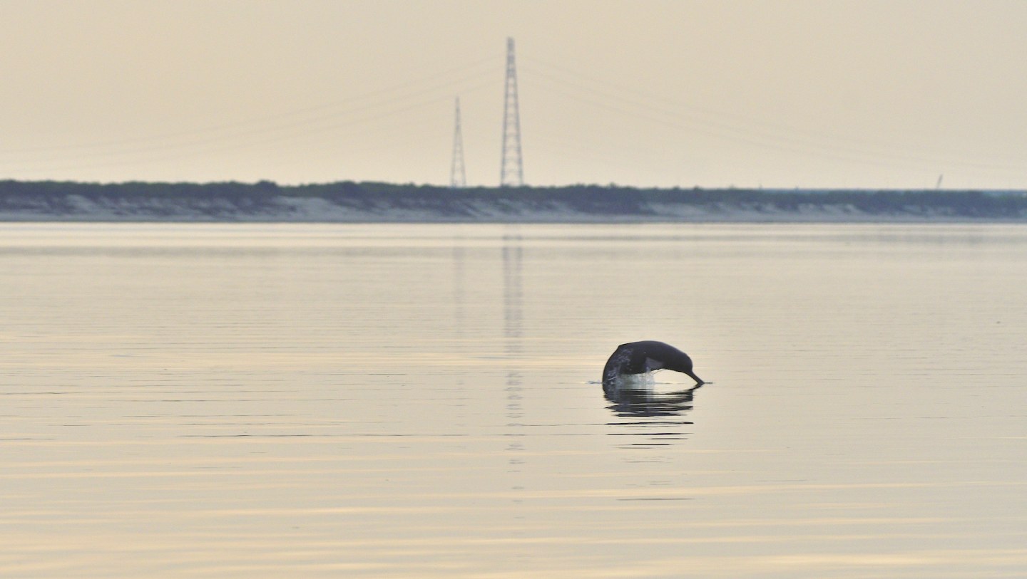 Staying Alive: South Asian River Dolphins