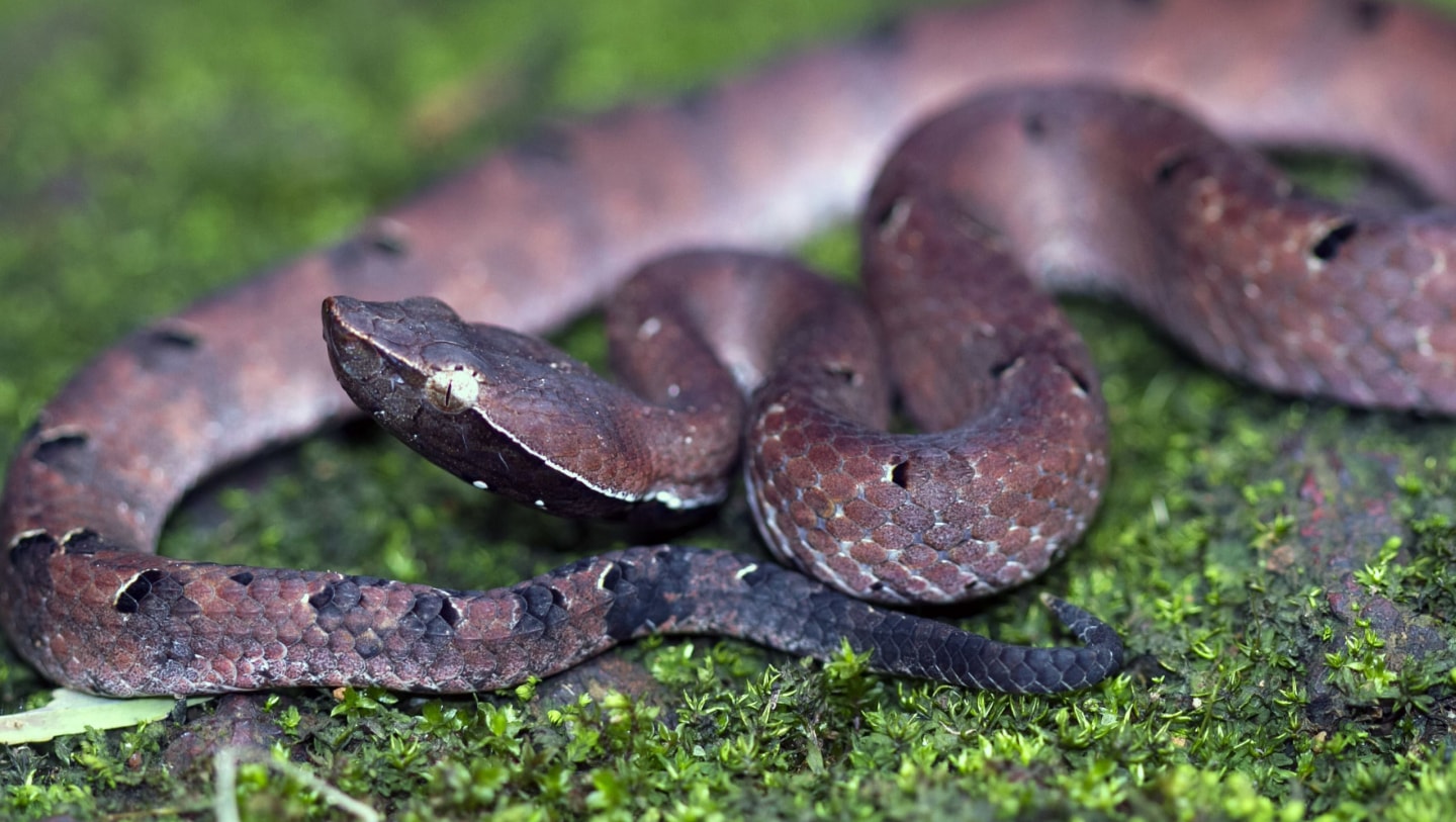 Hump-nosed Pit Viper: Gem on the Forest Floor