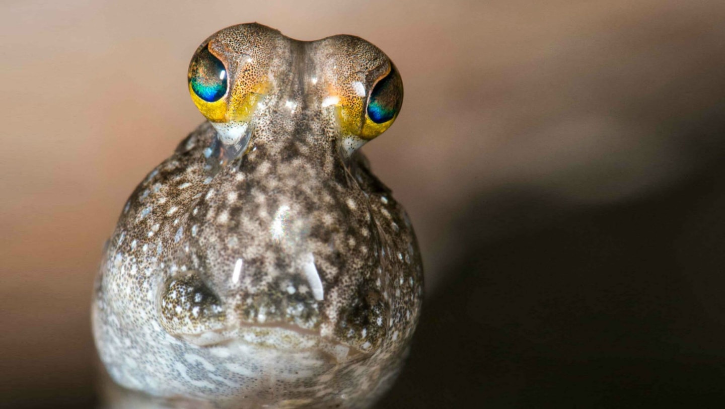 Walking with Mudskippers: A Fish That’s Happy Out of Water