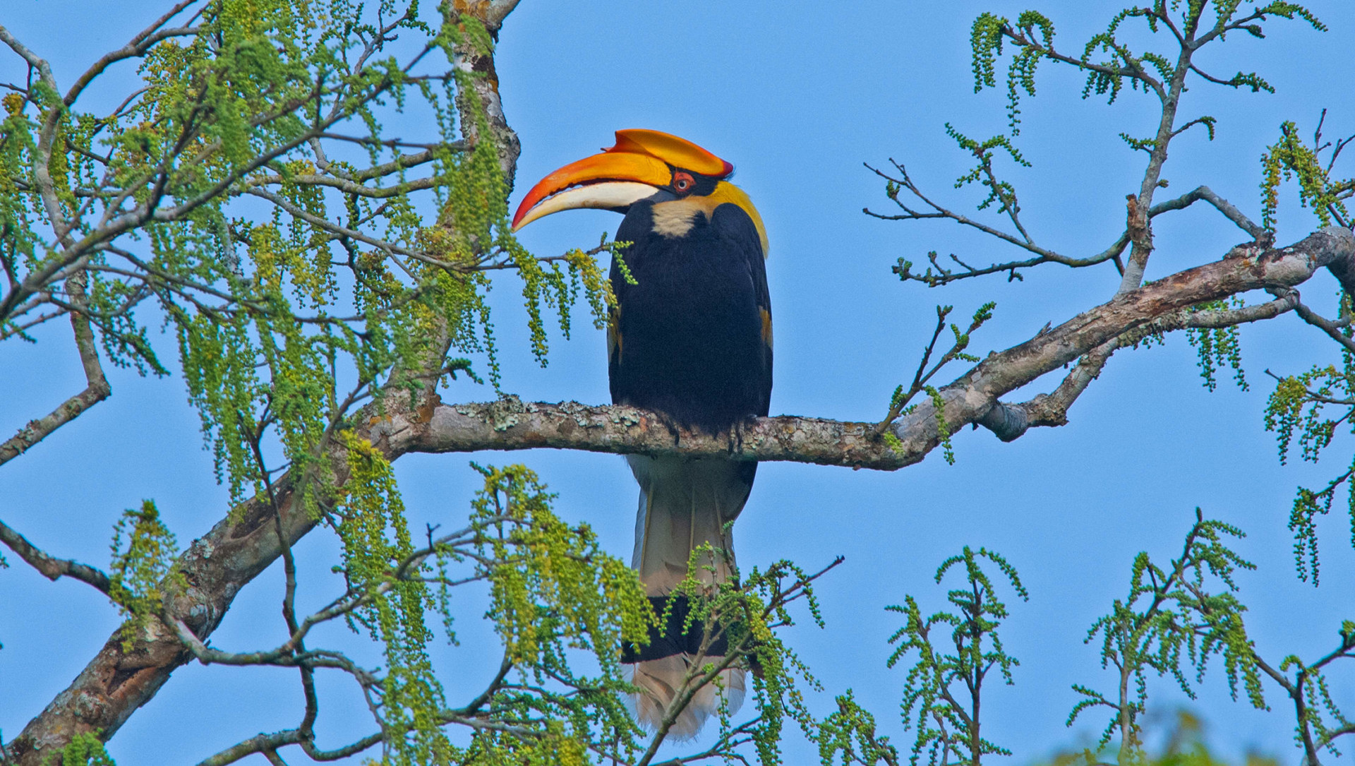 Birding Star: The Great Indian Hornbill