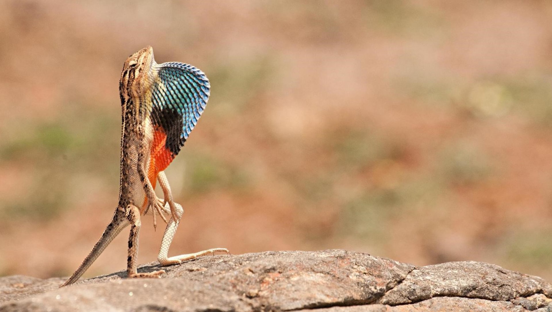 Fan-Throated Lizards: A Flash of Fabulous