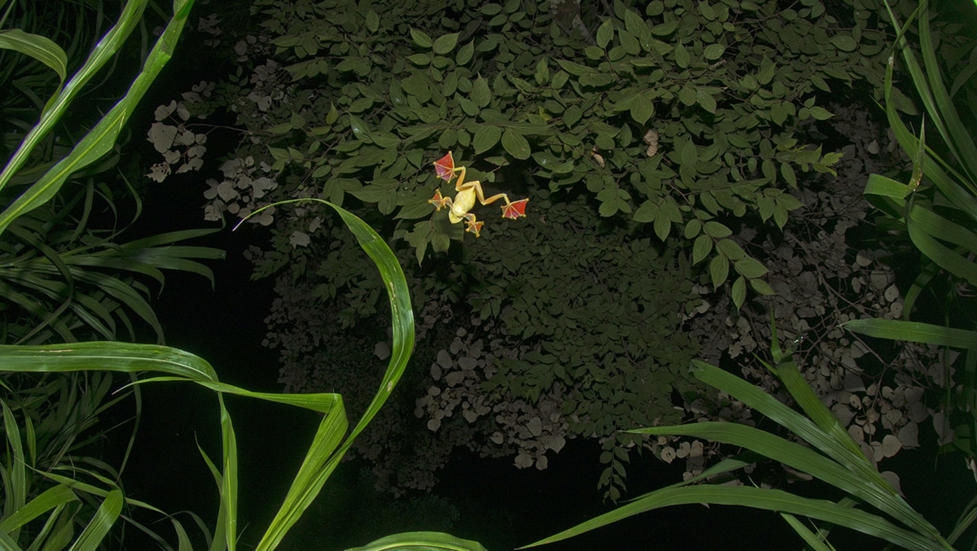 High Life: Gliding Frogs of the Western Ghats