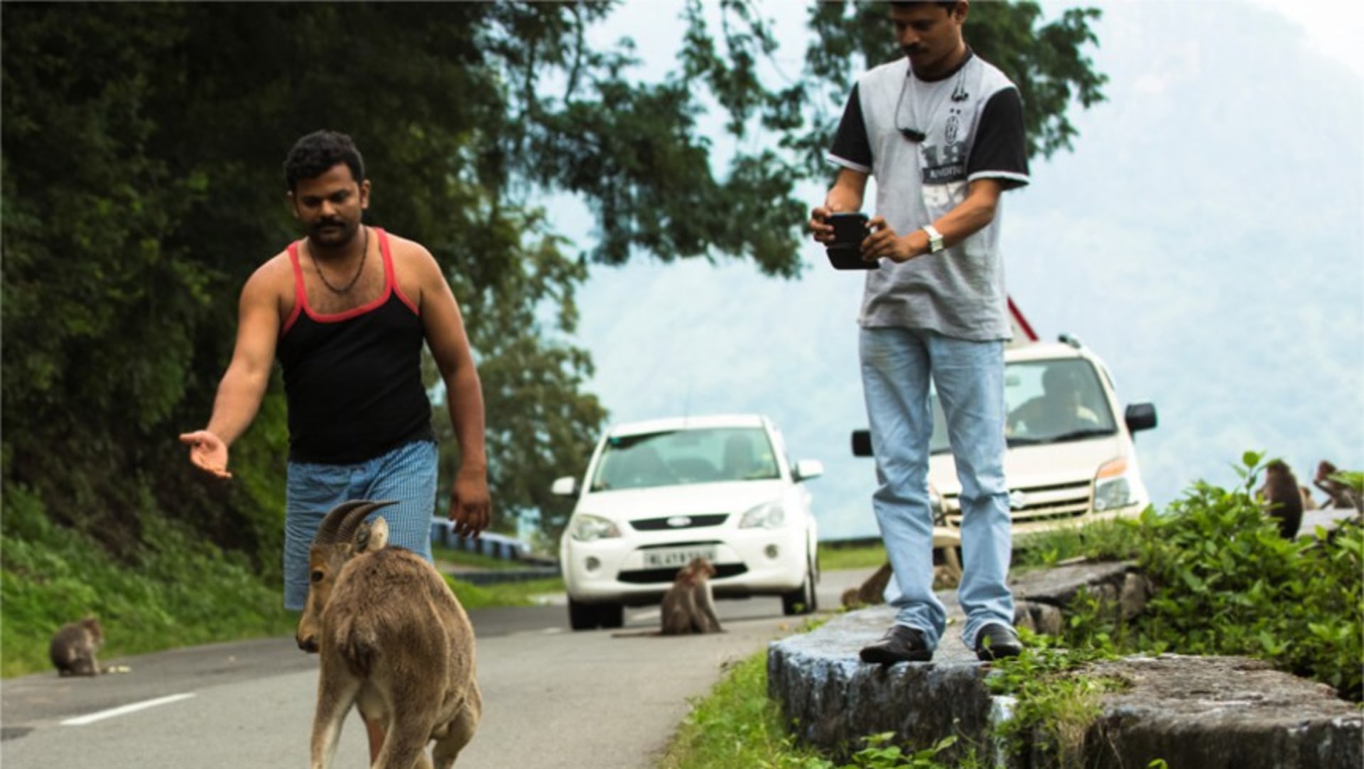 An Appeal to Tourists: Stop Feeding the Nilgiri Tahr