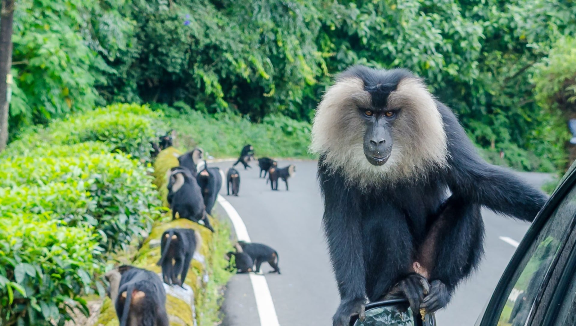 Sustain to Collective Data Migration