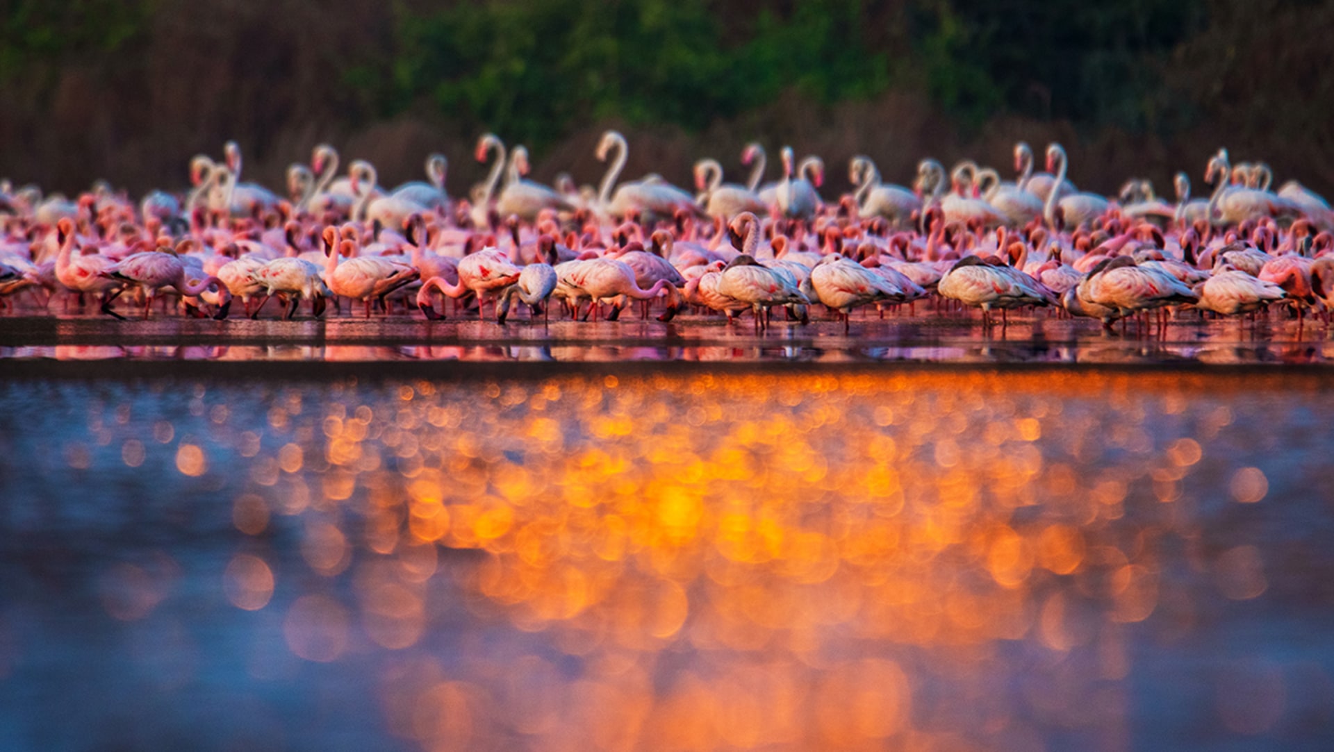 When Flamingos Frolic and Feed in the Talawe Wetlands