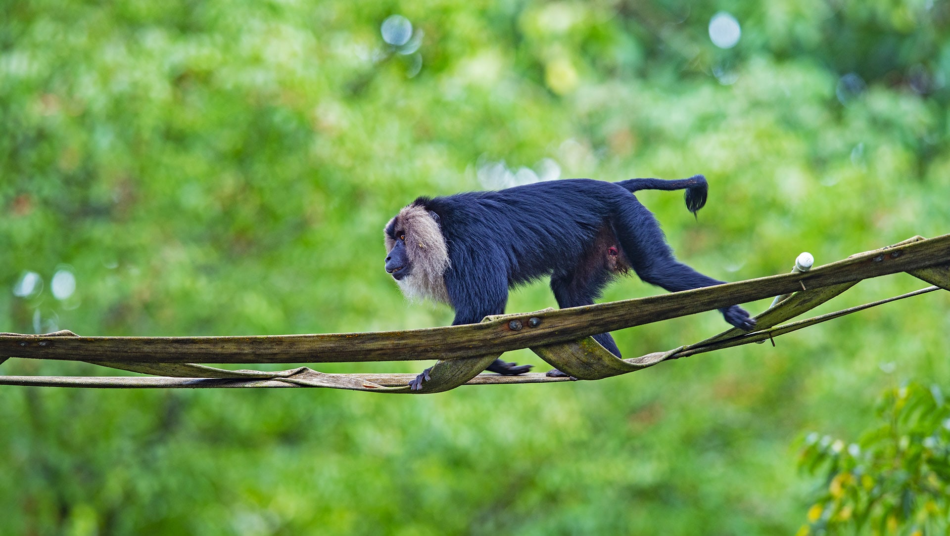 Saving the Lion-Tailed Macaque, One Step at a Time