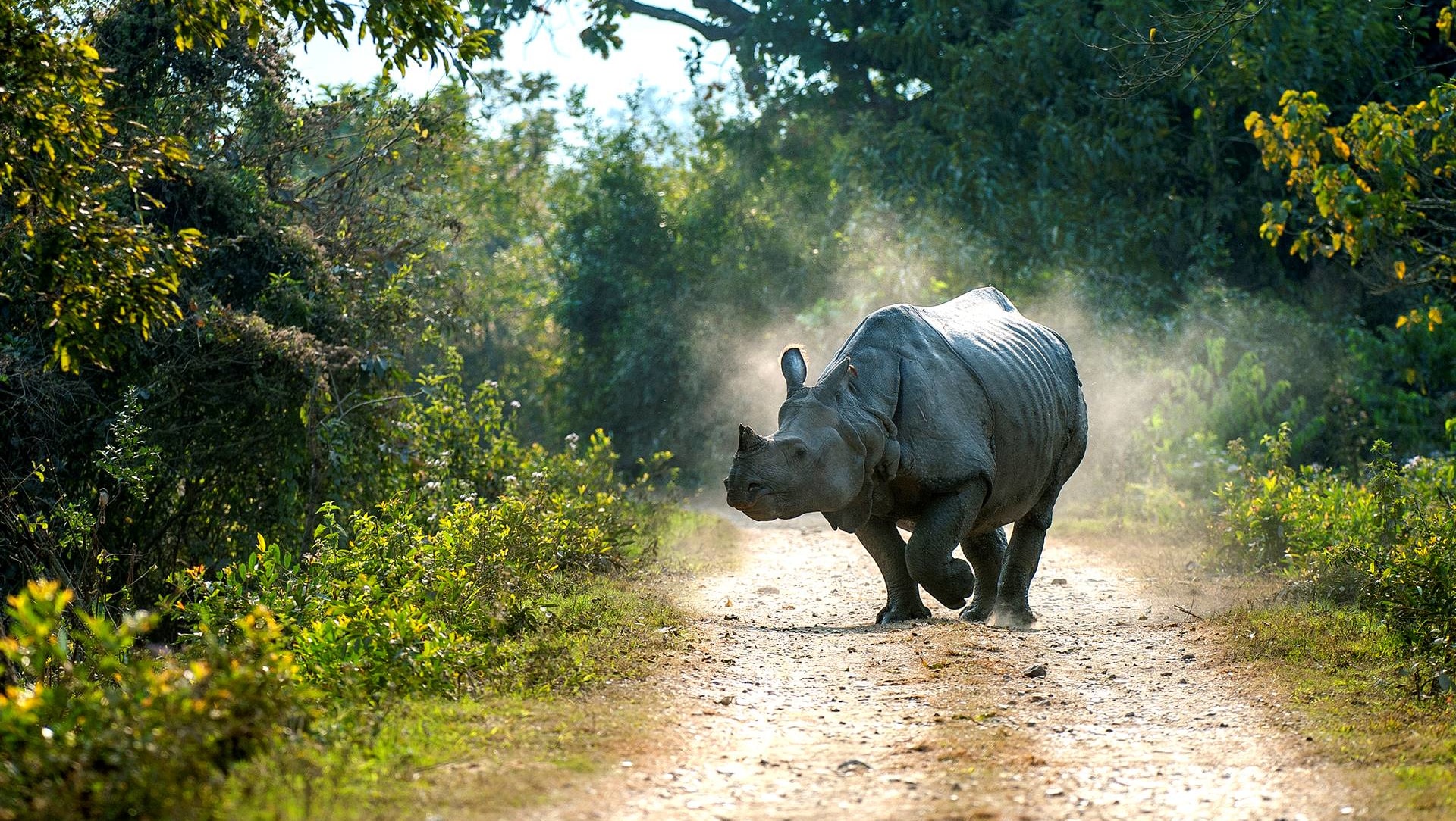 India’s Prehistoric Unicorns: The Rhinos of Kaziranga