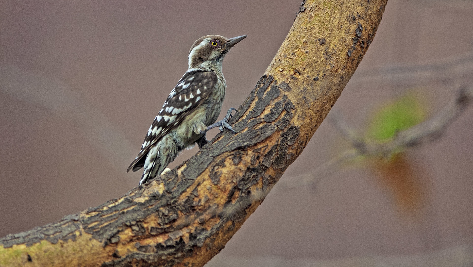 Knock on Wood: The Pygmy Woodpecker Makes an Appearance