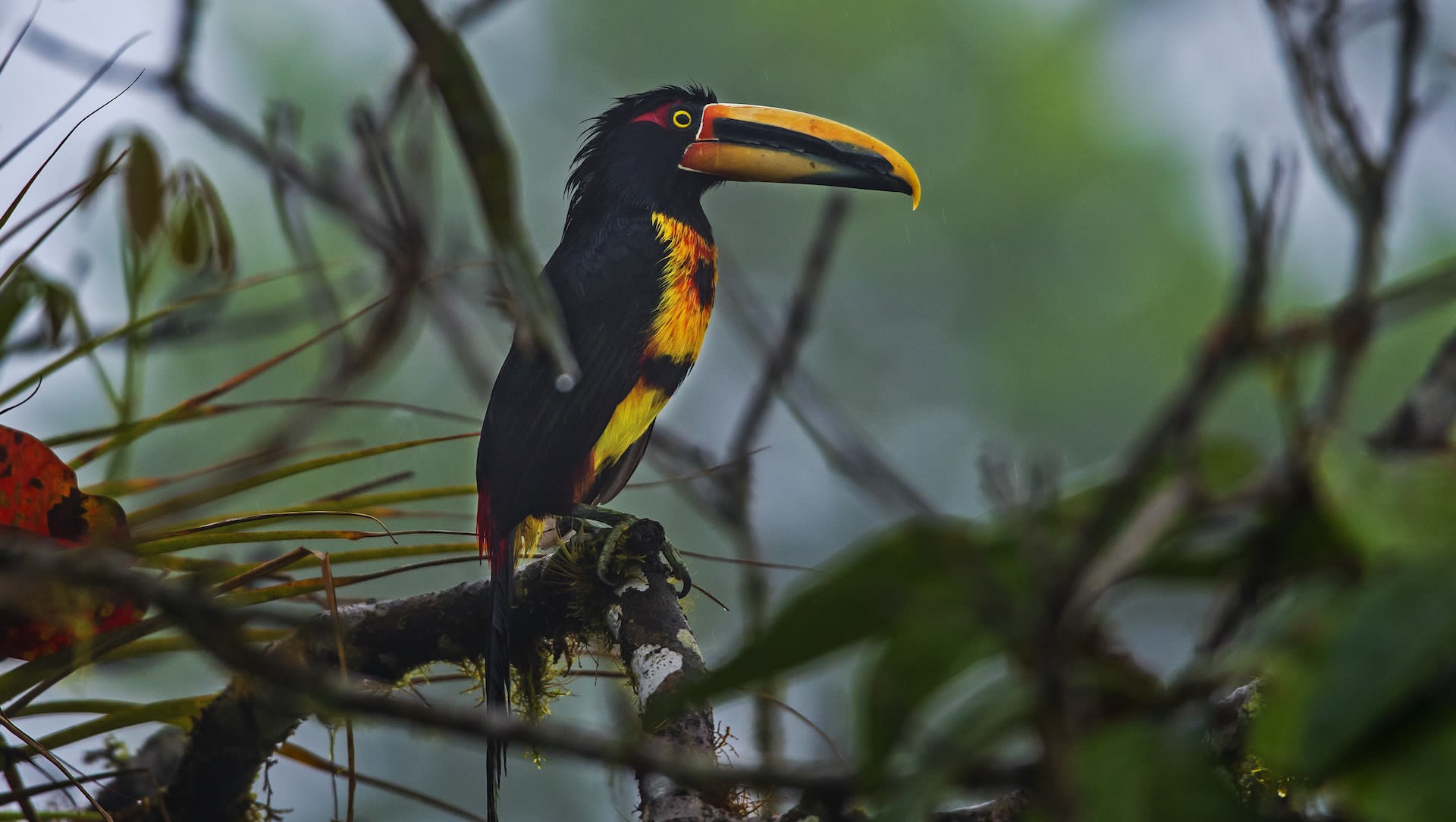 Head in the Clouds: The Misty Rainforests of Choco, Ecuador