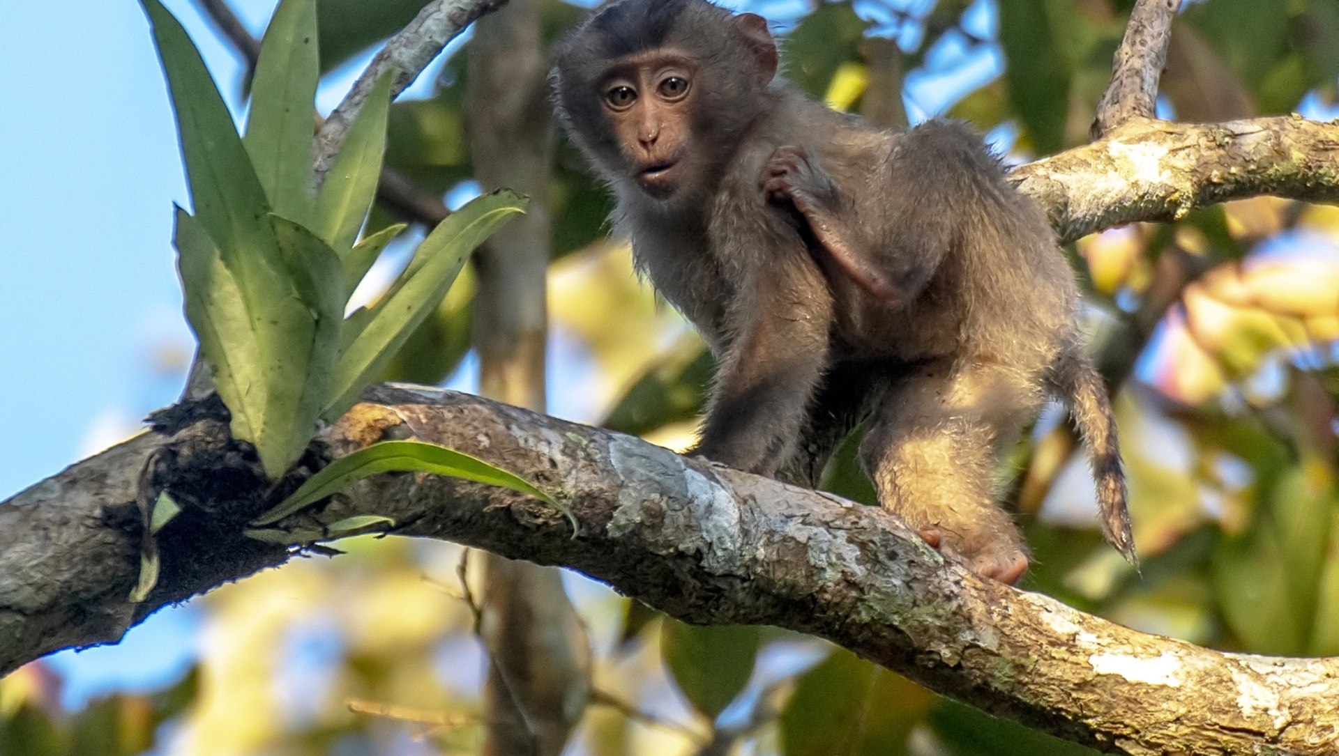 Pig-tailed Macaque: Elusive Monkey of the Deep Forest