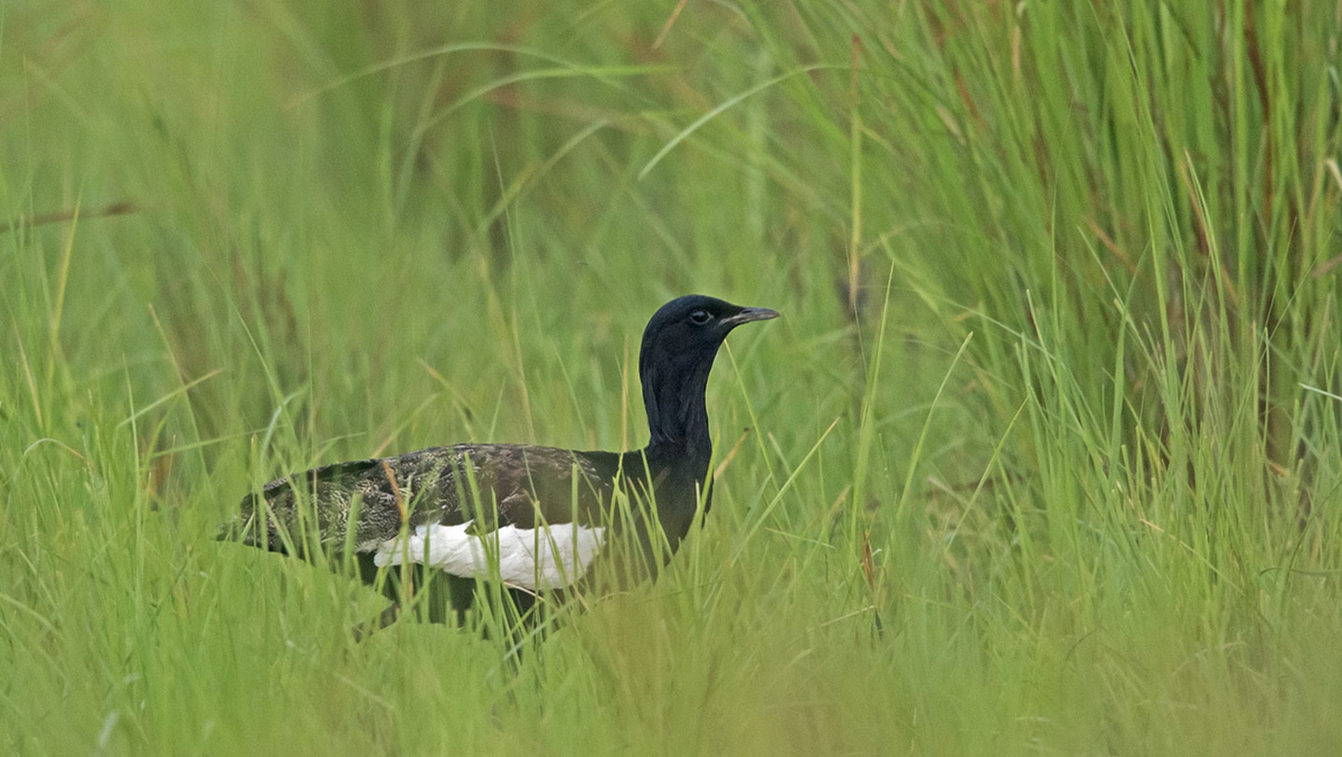 Bengal Florican: Erstwhile King of the Grasslands