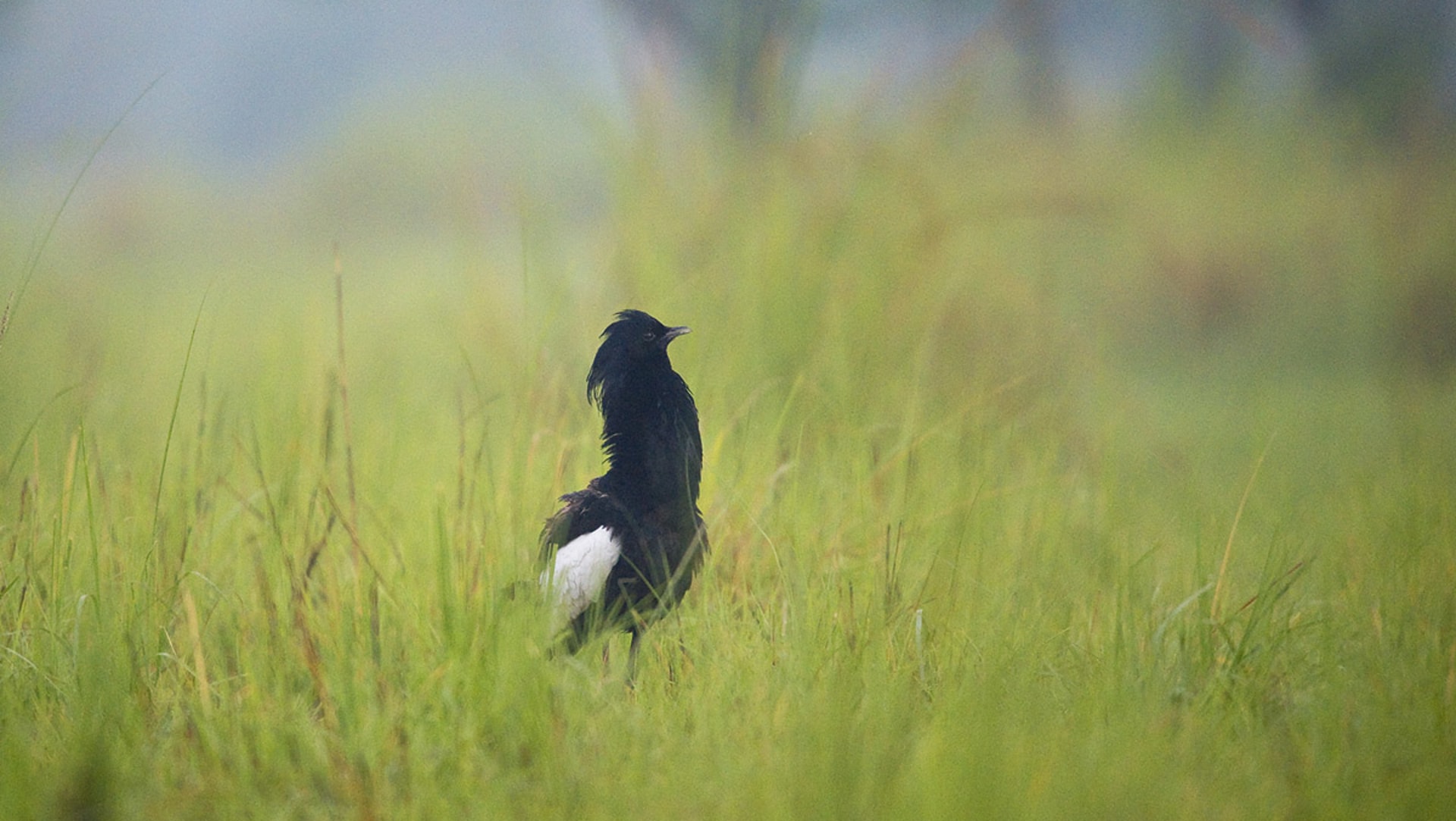 How the Bengal Florican Charms Its Mate