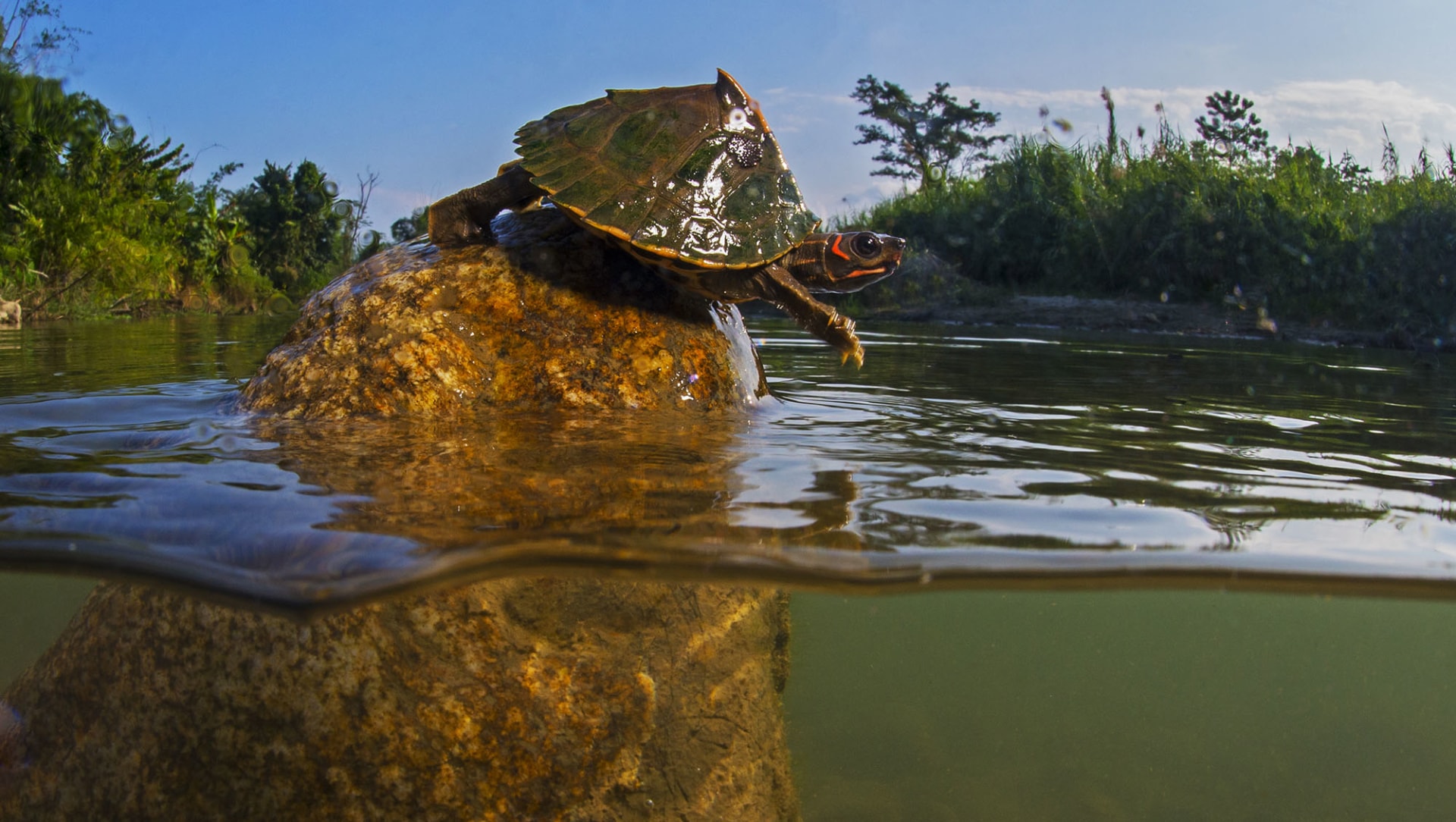Turtle Trouble on the Brahmaputra