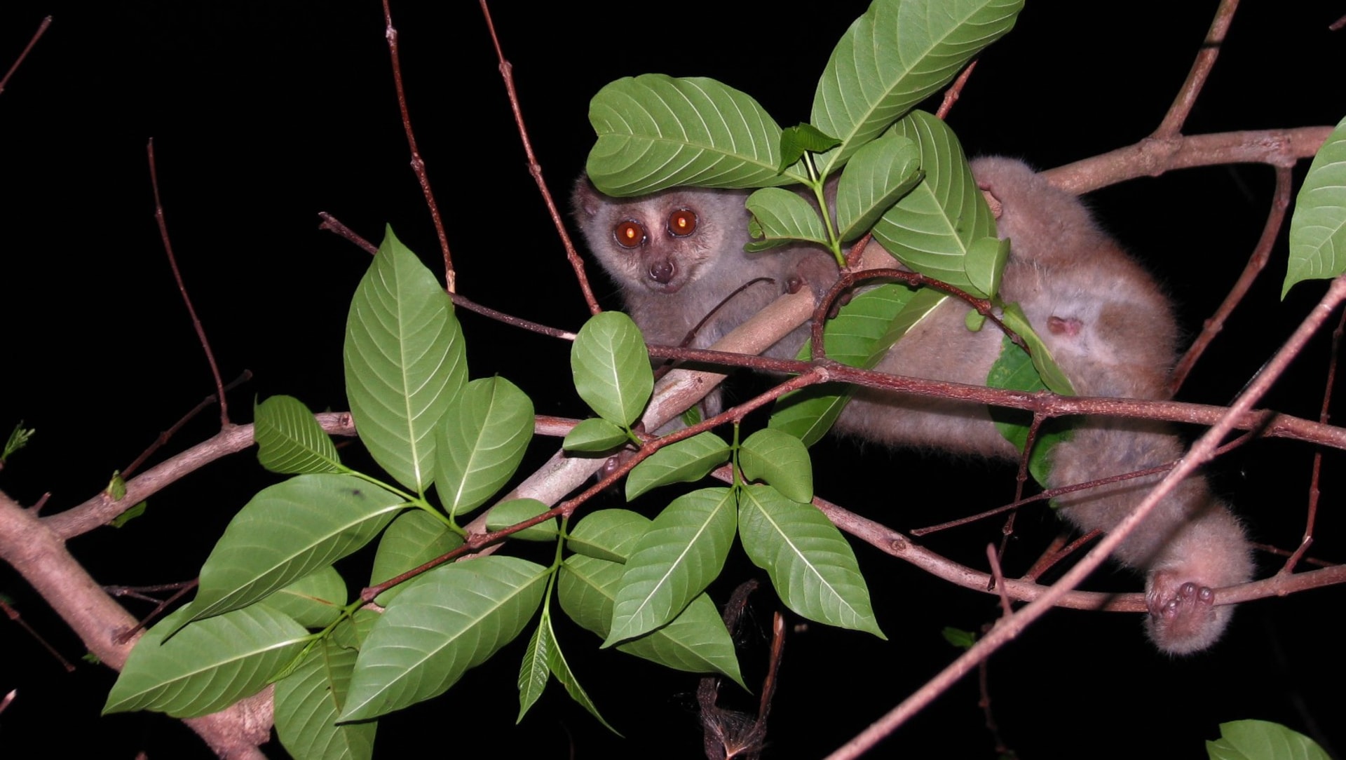 Bengal Slow Loris: Facts, Habitat, Threats