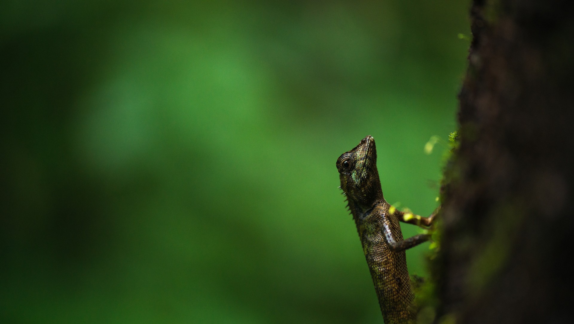Chronicles of the Forest Calotes