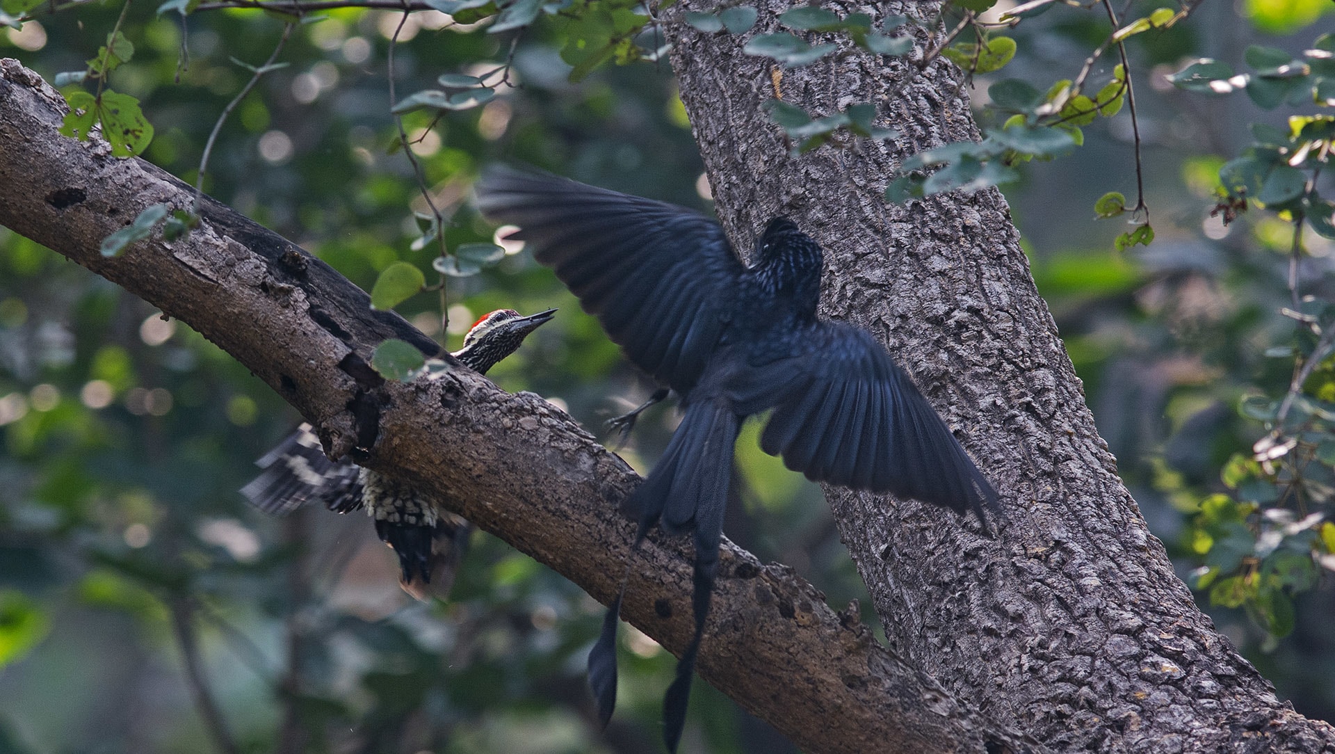 Antics and Ambush of the Greater Racket-Tailed Drongo
