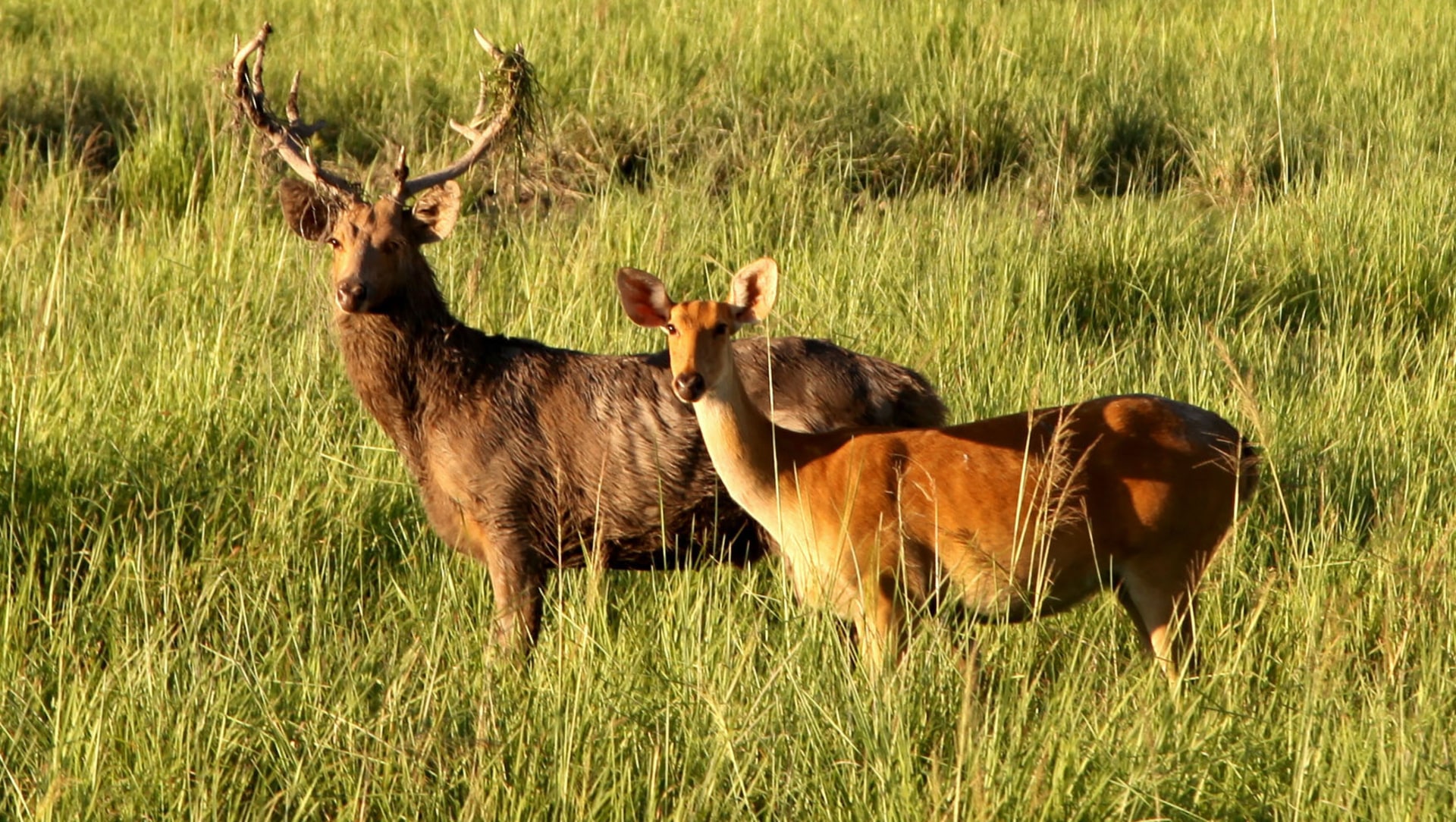 Securing the Future of the Eastern Swamp Deer in Assam